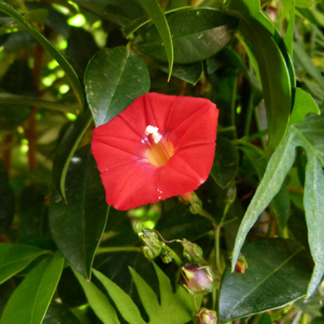 Ipomea Flower seeds for Planting - Wildflower Mix, Heirloom & GMO Free Seeds for Home Garden
 
 Sale for planting in home garden