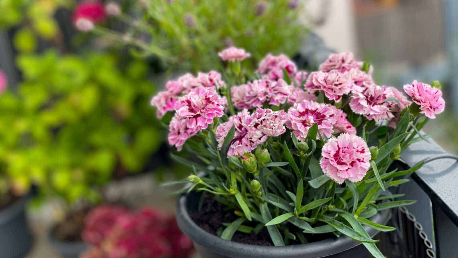Gray Carnation flowering seeds for gardens