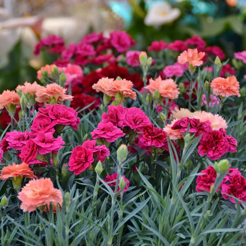 Non GMO Gray Carnation seeds