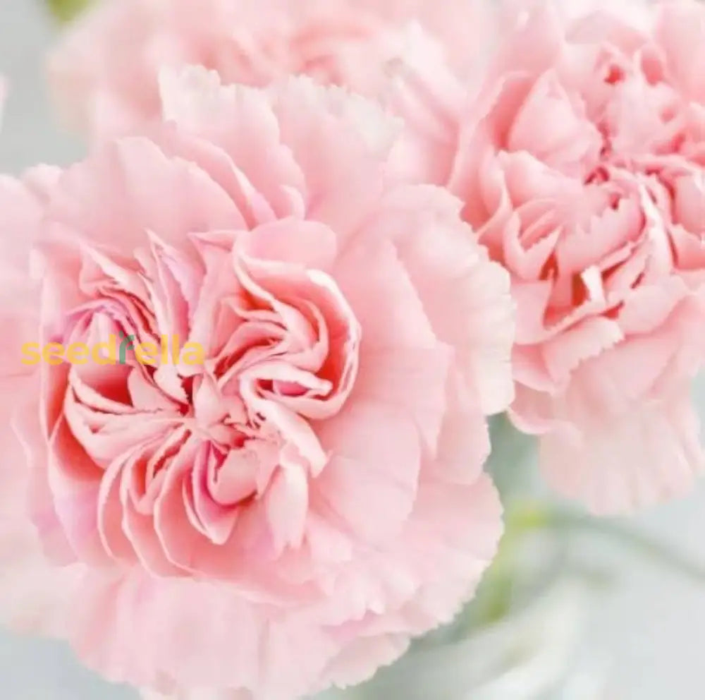 Non GMO pink carnation seeds