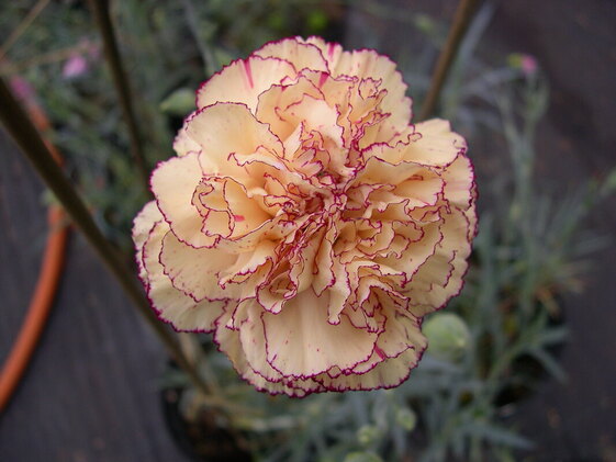 Non GMO Yellow Purple Carnation seeds