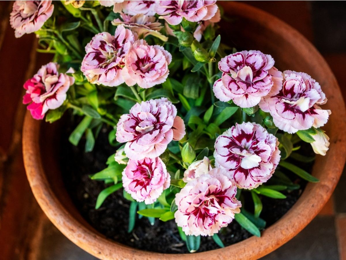 Ornamental Gray Carnation seeds for landscapes