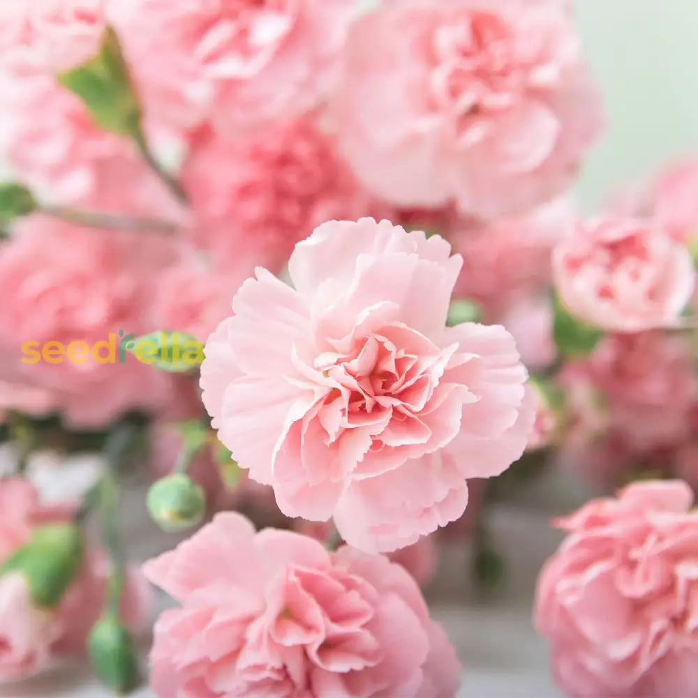 Pink carnation flowering seeds for gardens