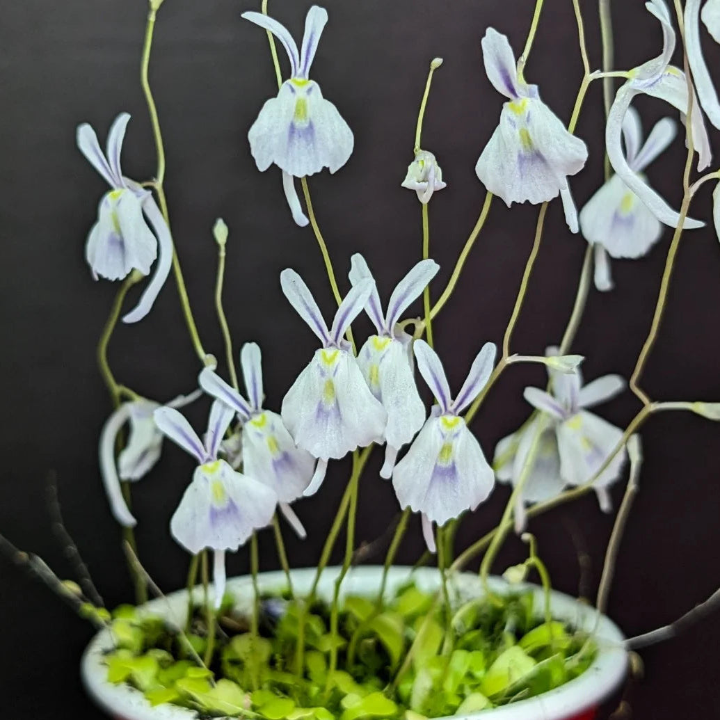 Carnivorous Utricularia Plant Seeds