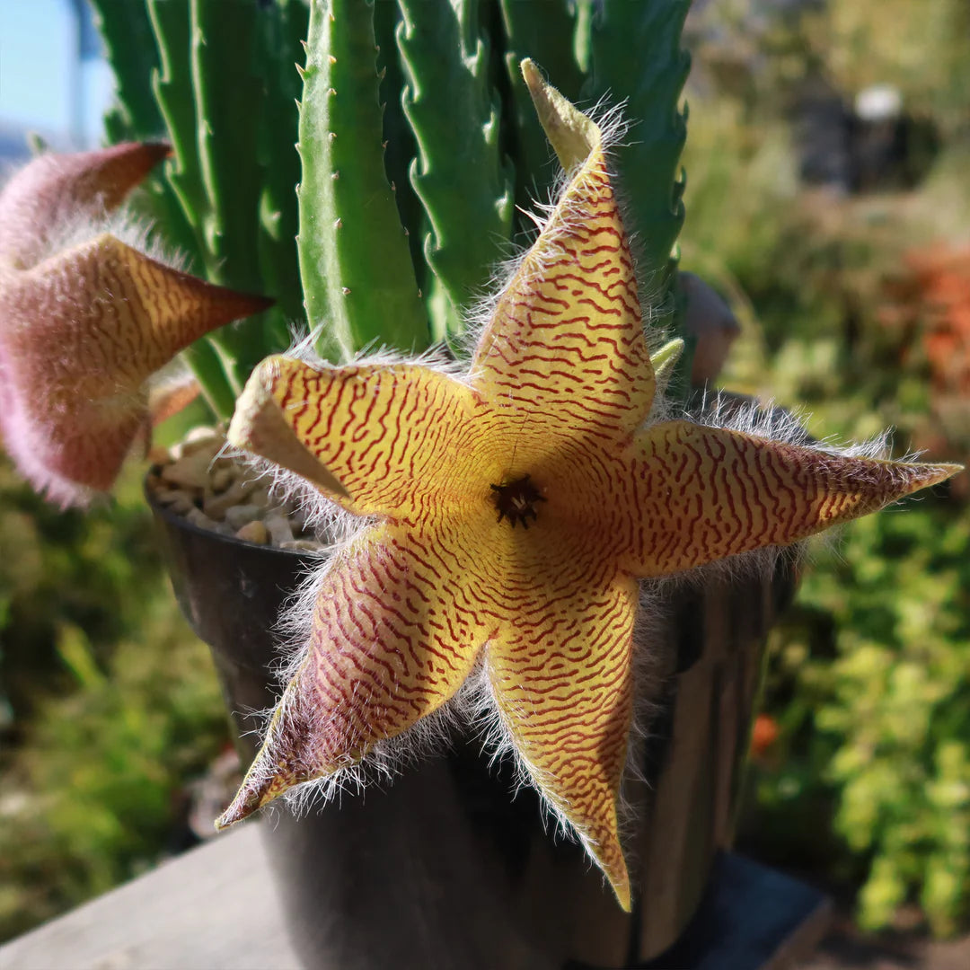 Cream Stapelia Seeds for Planting