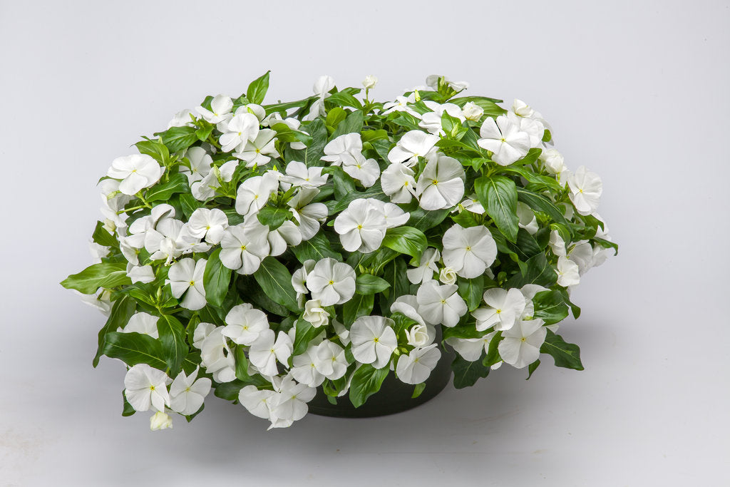 Cascading White Cora Plants for Garden