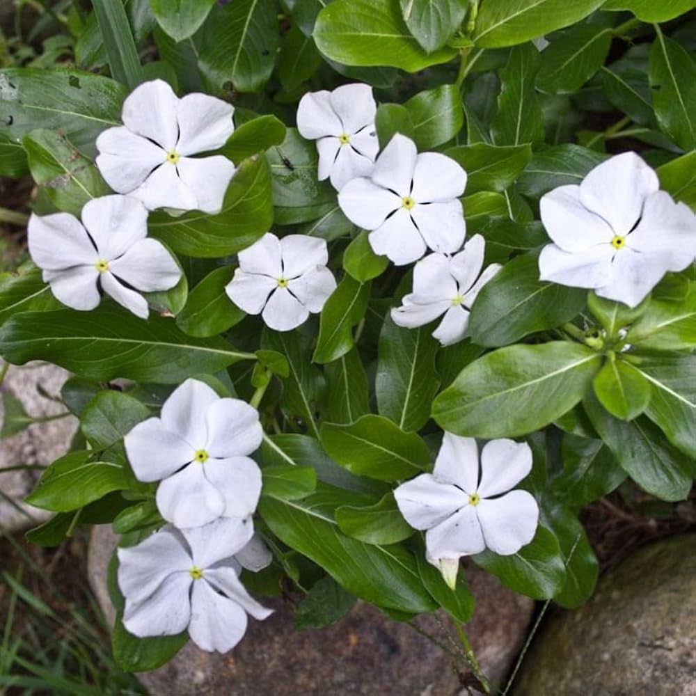 White Catharanthus flowering seeds for gardens