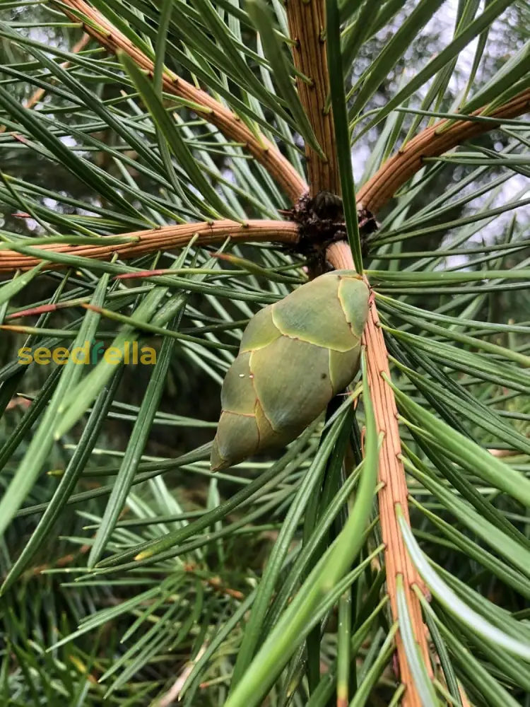 Mature Cathaya Tree with Glossy Needle-like Leaves