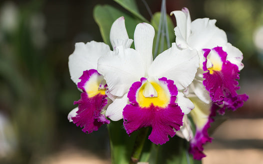 Non GMO White and Red Cattleya seeds