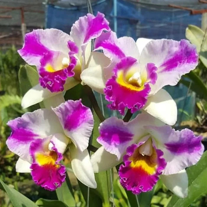 White and Red Cattleya seeds for planting