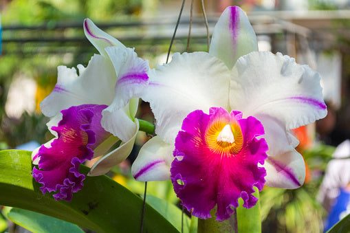 White and Red Cattleya garden seeds for indoor/outdoor planting