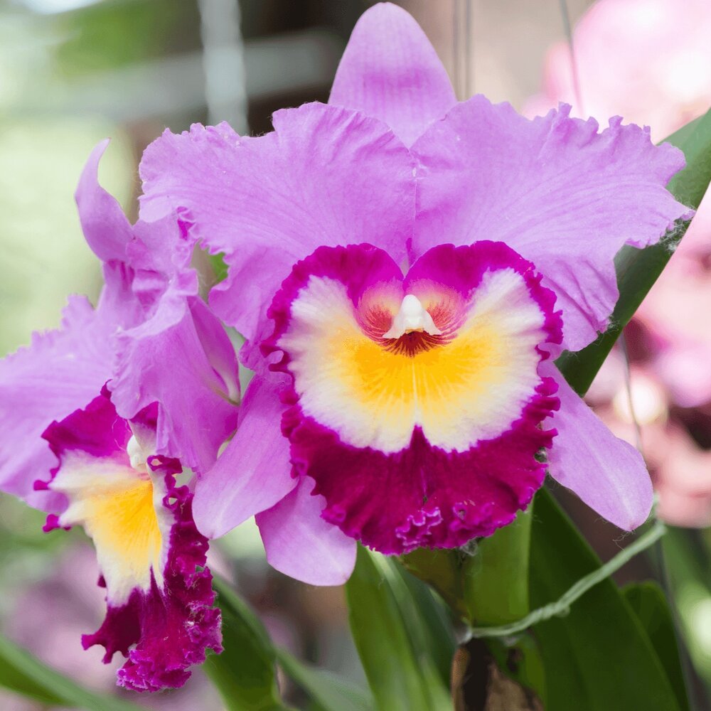 Elegant Cattleya Orchid Seeds For Planting Flower