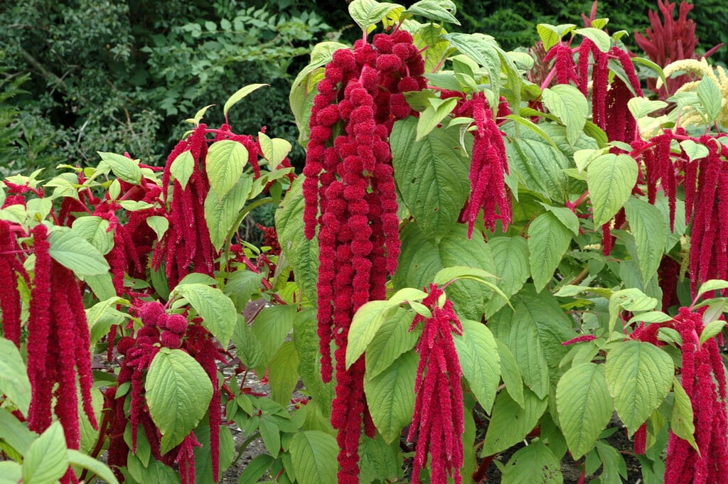 Mixed Caudatus flowering seeds for gardens