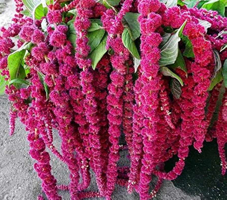 Non GMO Caudatus flower seeds