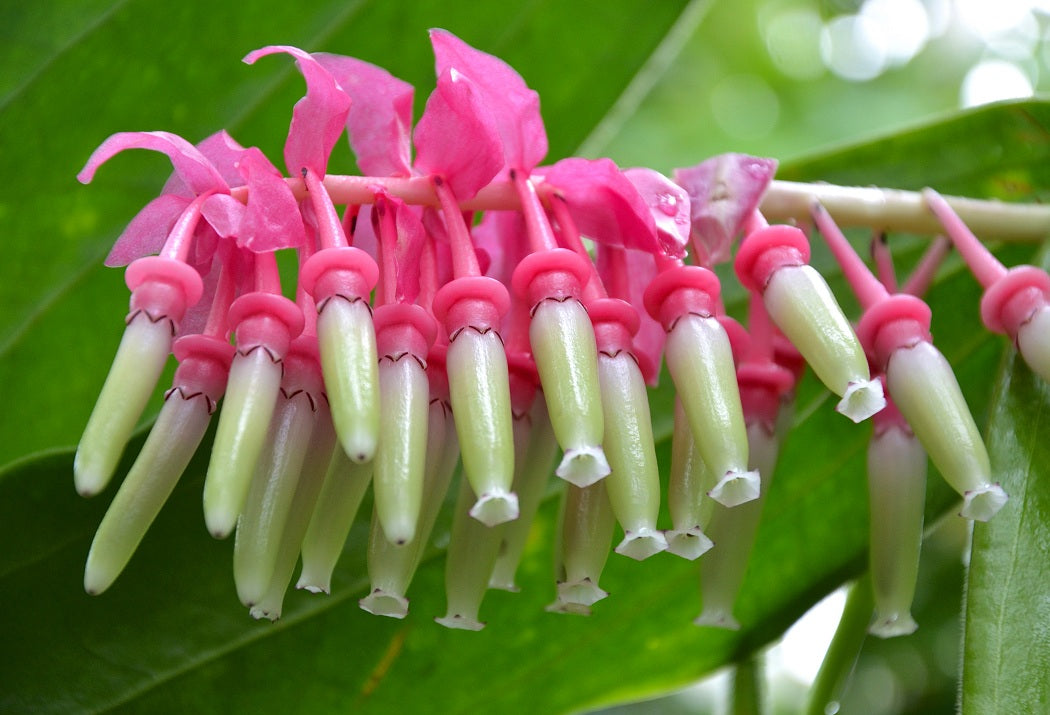 Cavendishia (Cavendishia Grandifolia) seeds for planting in home garden
