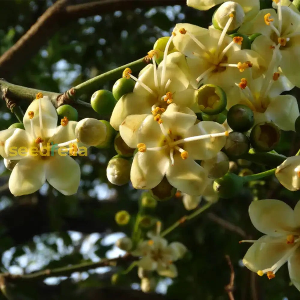 Ceiba Pentandra flower seeds for easy planting