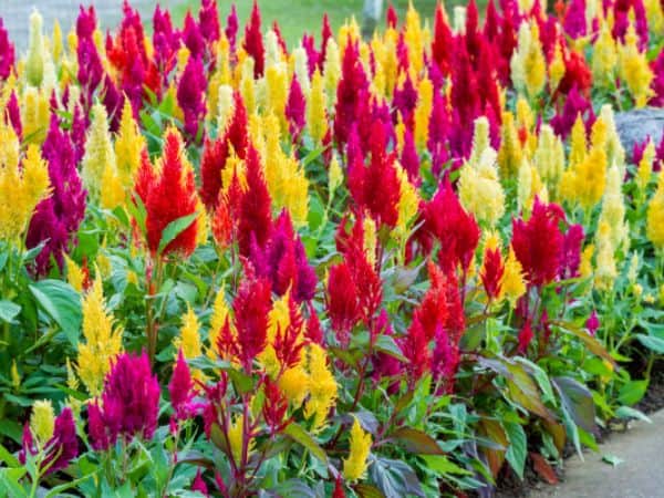 Non GMO Celosia Argentea seeds