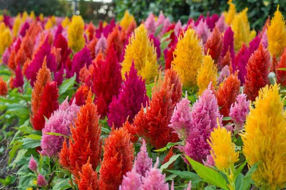 Ornamental Celosia Argentea plant for gardens