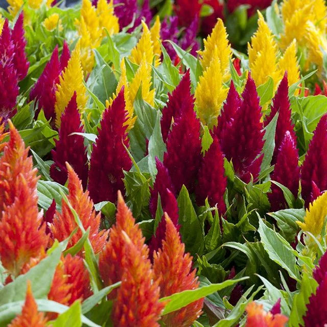 Celosia Argentea seeds for planting