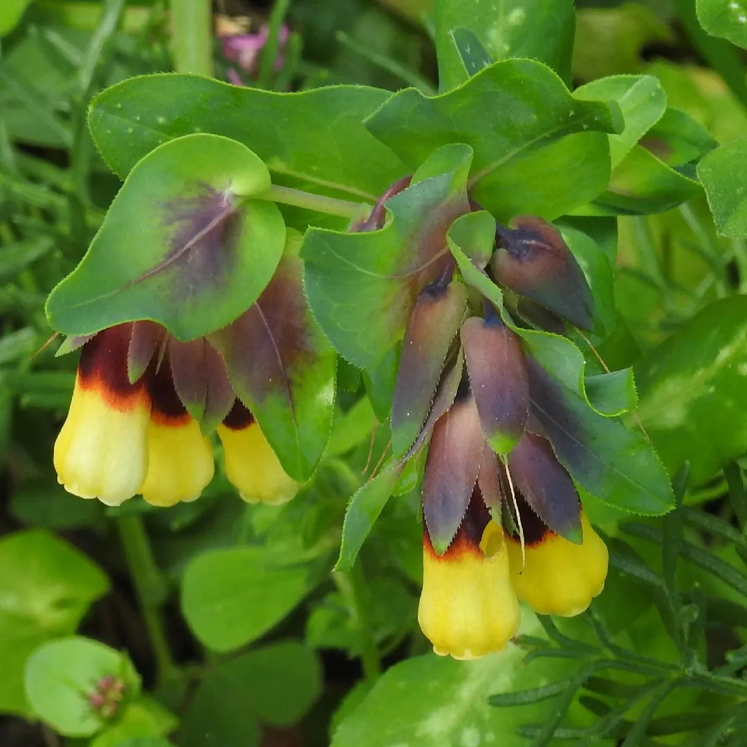 Non GMO Yellow Cerinthe seeds