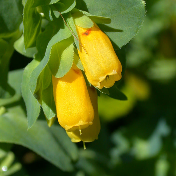 Yellow Cerinthe flower seeds for planting