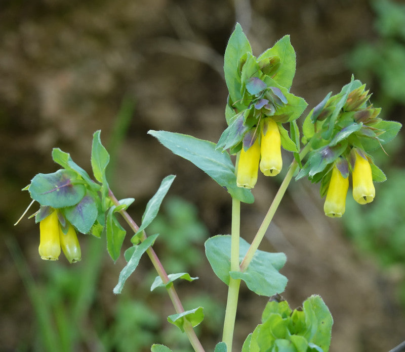 Yellow Cerinthe flowering seeds for gardens