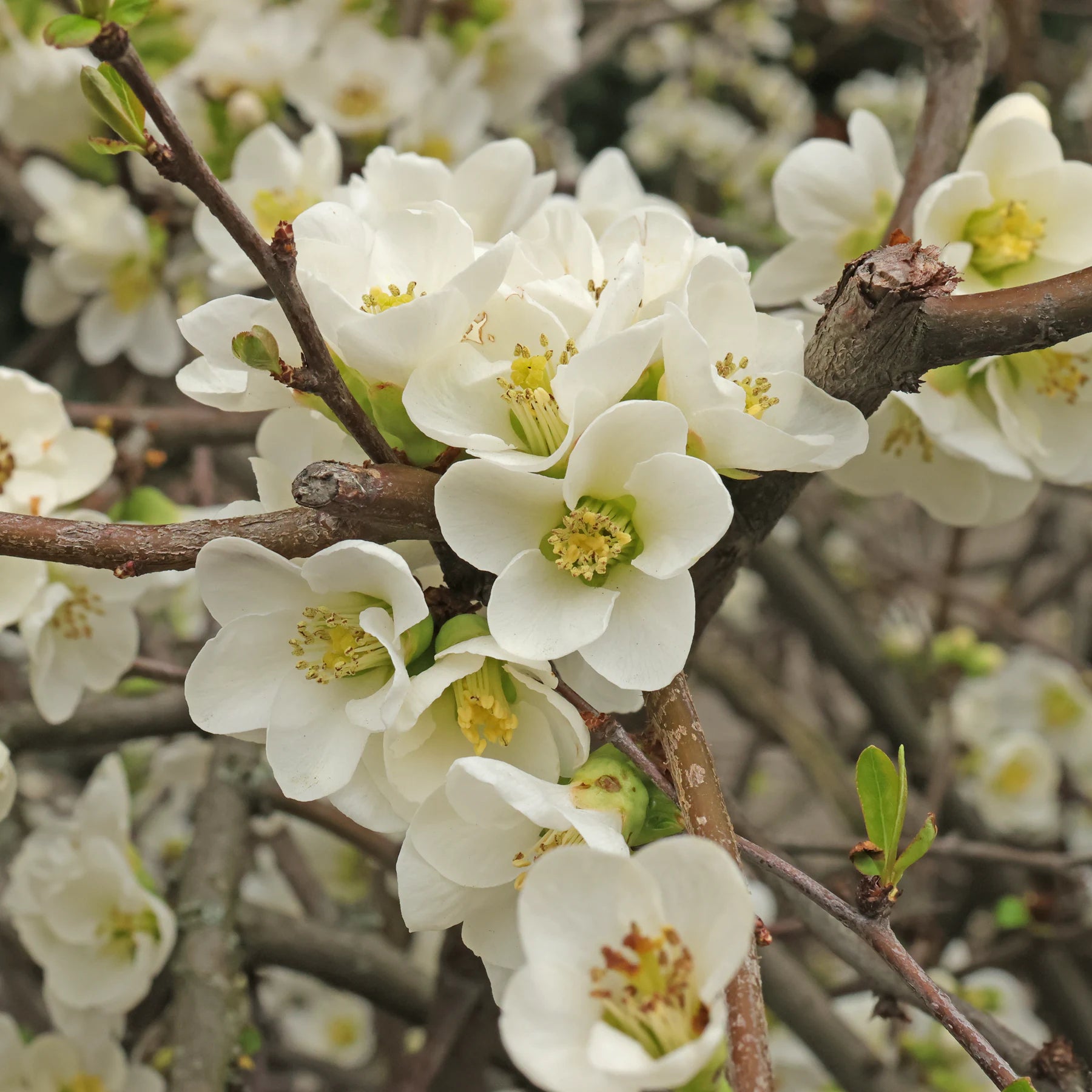 Yellow Chaenomeles Seeds - Perfect for Planting