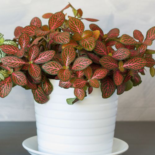 Fittonia Plant Seeds For Easy Planting