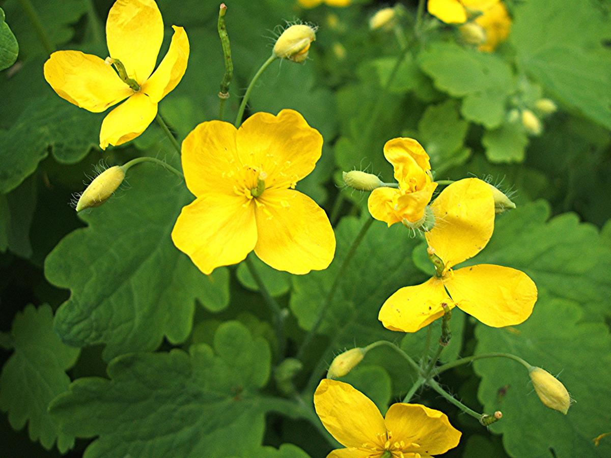 Non GMO Chelidonium Majus yellow seeds