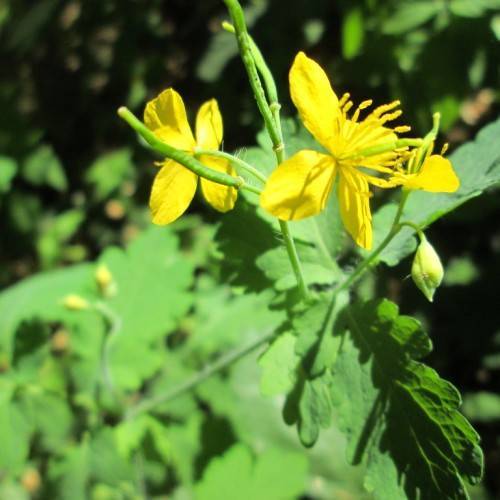 Yellow Chelidonium Majus seeds for planting