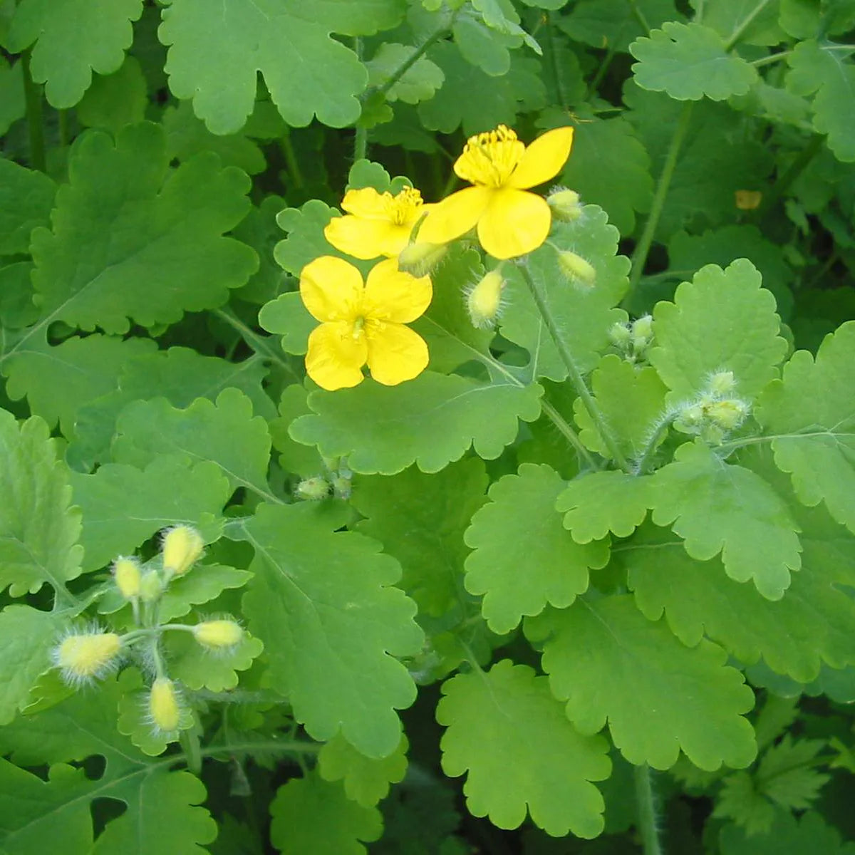 Perennial yellow Chelidonium seeds for gardens