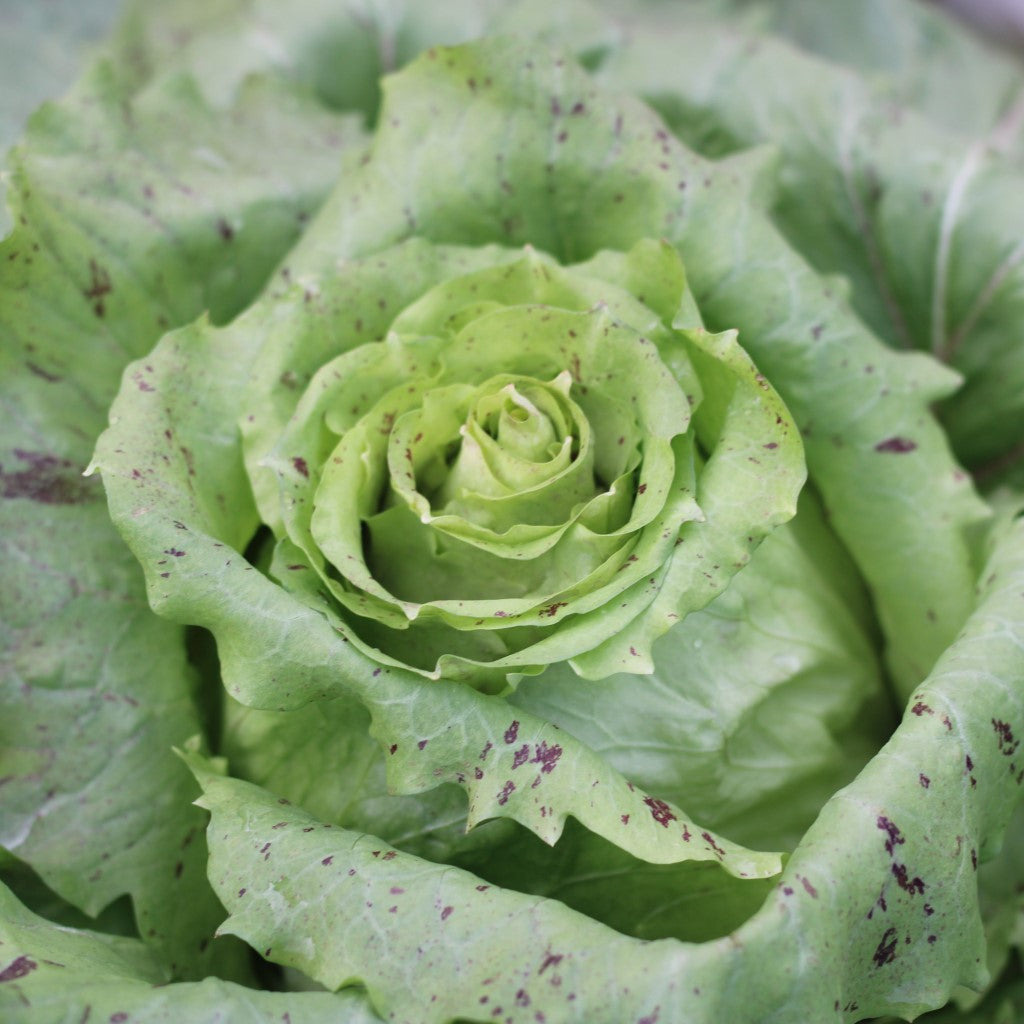 Castelfranco Radicchio Seeds For Unique Leaf Planting Flower