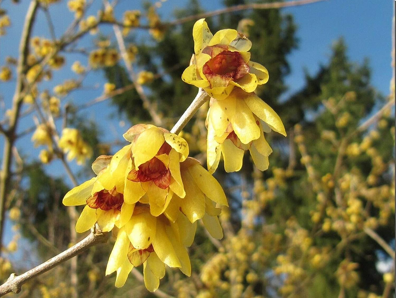Non GMO Chimonanthus Praecox planting seeds