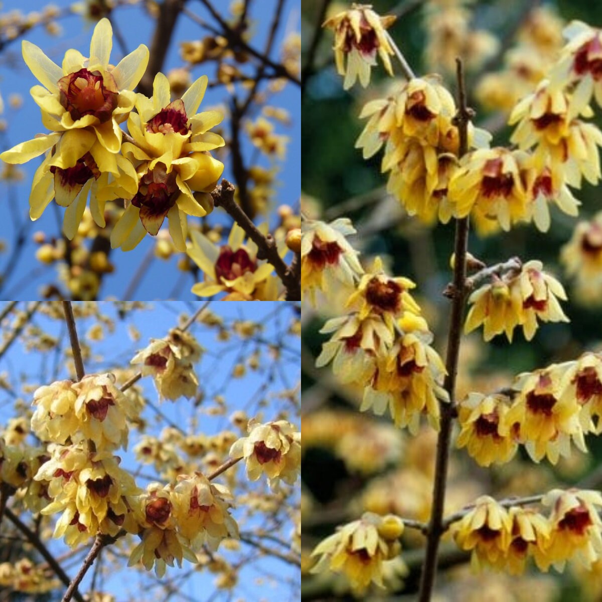 High germination Chimonanthus Praecox seeds