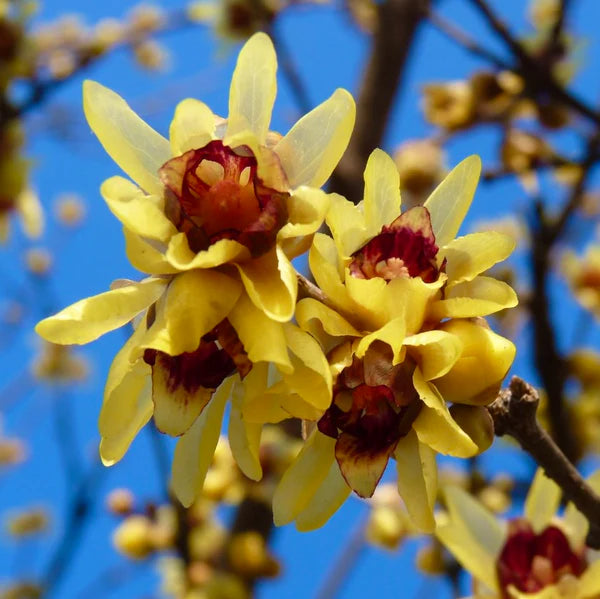 Chimonanthus Praecox yellow seeds for planting