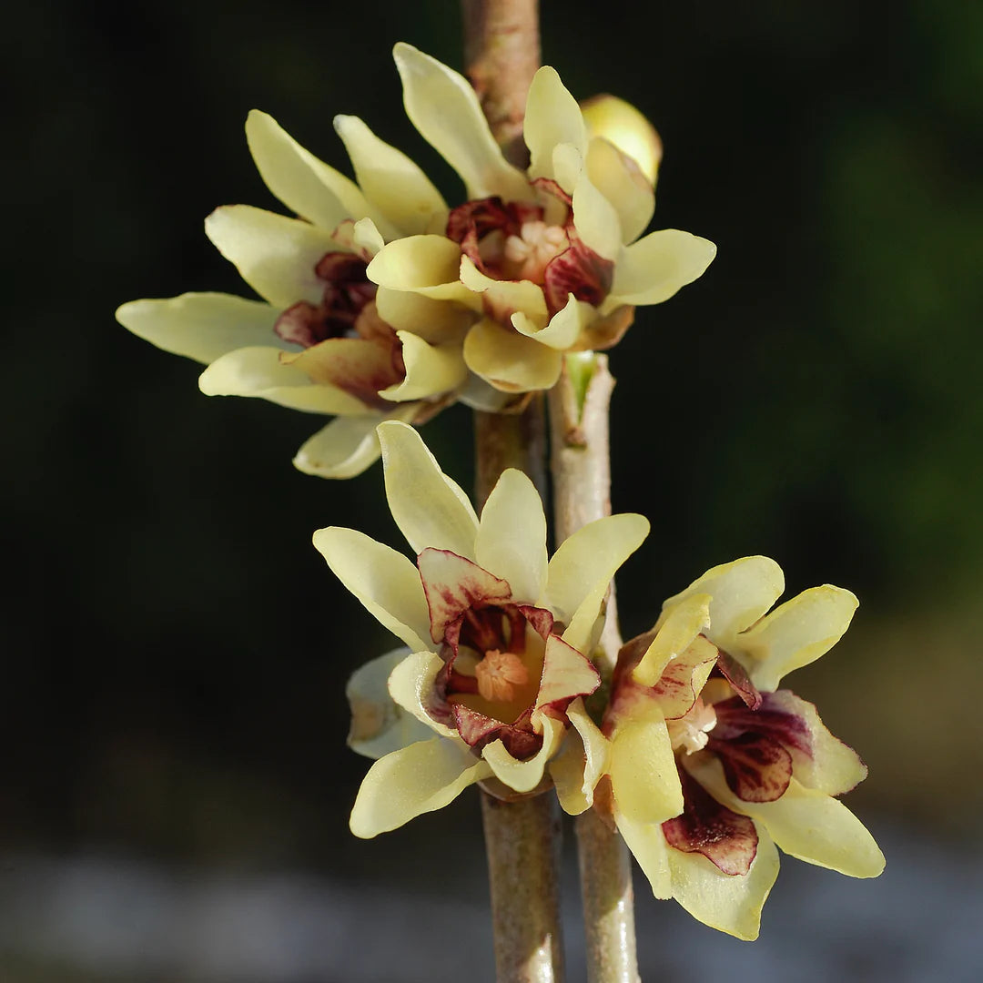 Early blooming Chimonanthus Wintersweet seeds