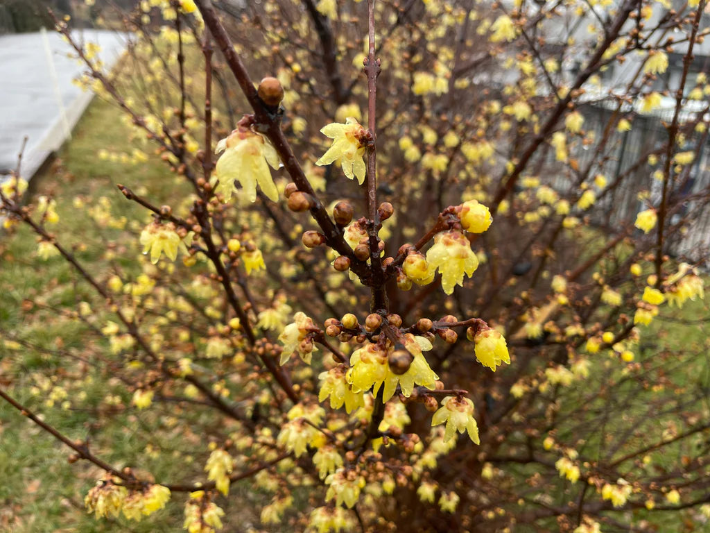 Yellow Chimonanthus flower seeds for gardening