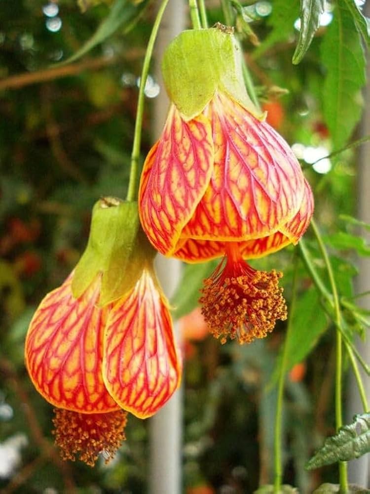 Chinese Lantern Flowering Plant Seeds

