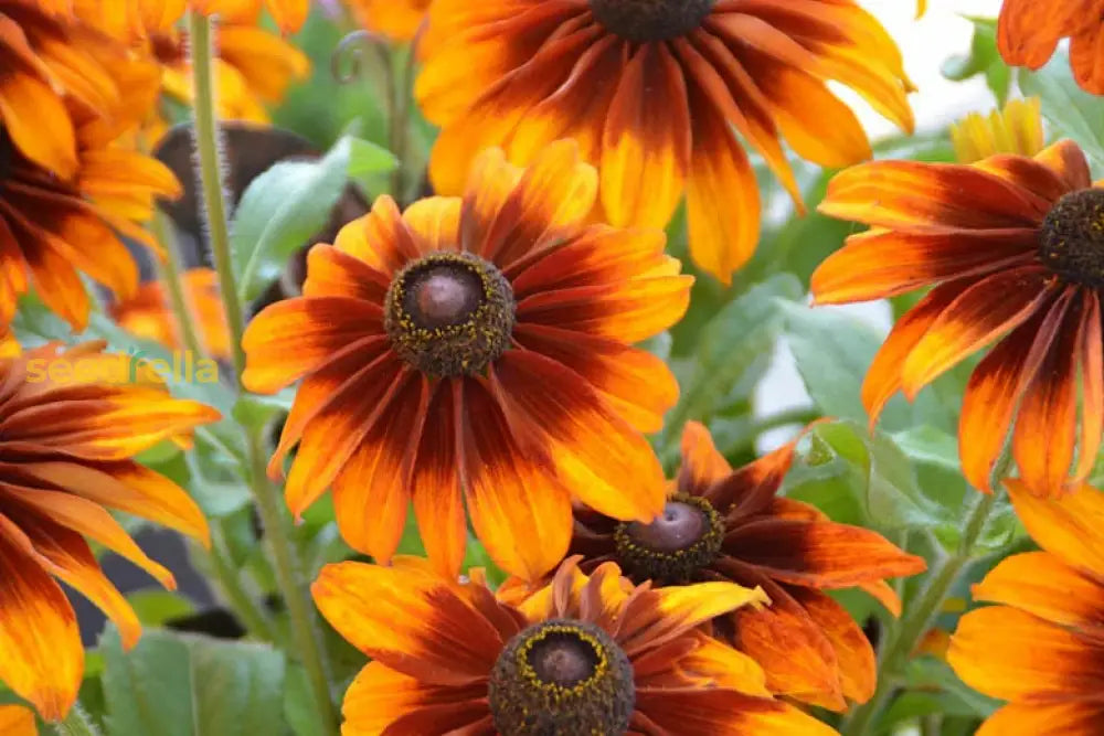 Ornamental Chocolate Orange Rudbeckia flowering plant