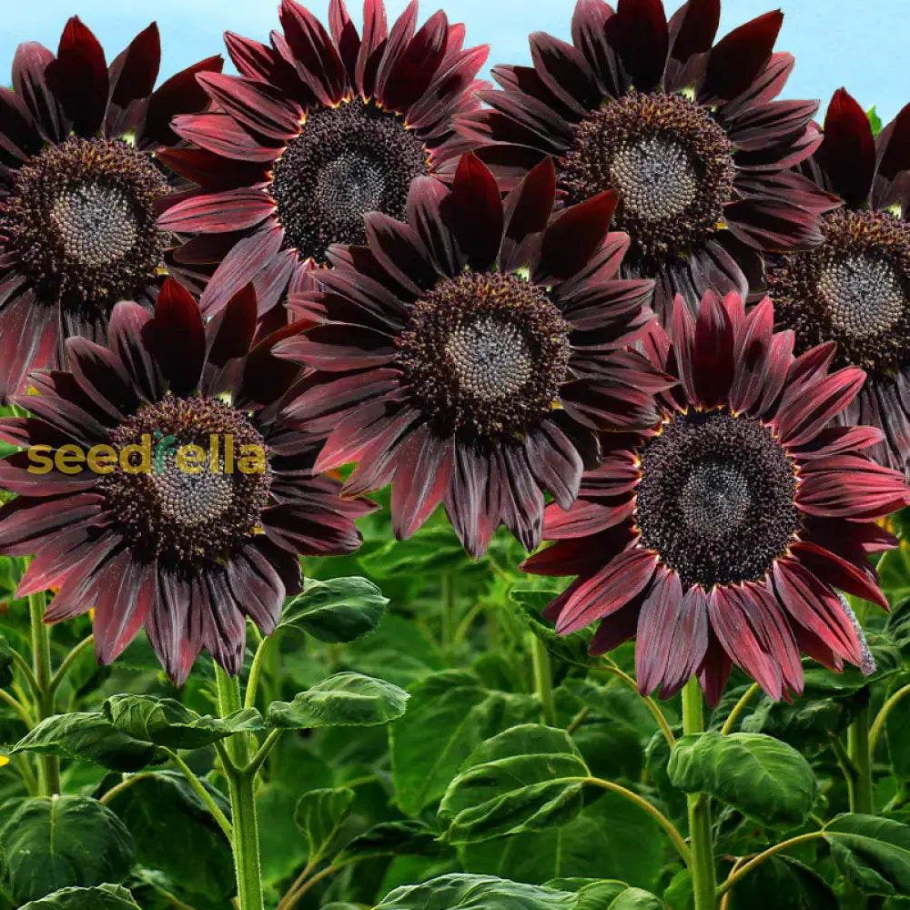 Non GMO Chocolate sunflower seeds
