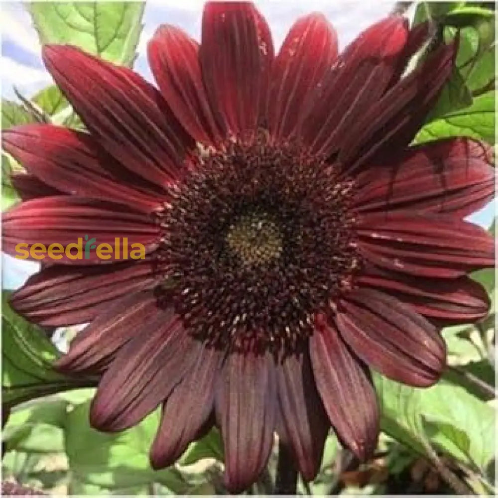 Ornamental Chocolate sunflower flowering plant