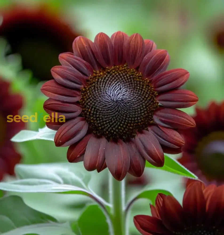 Chocolate sunflower seeds for planting