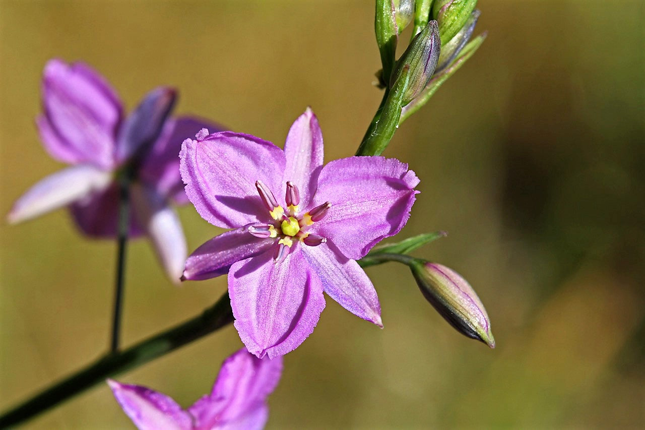 Chocolate Lily flowering seeds for gardens