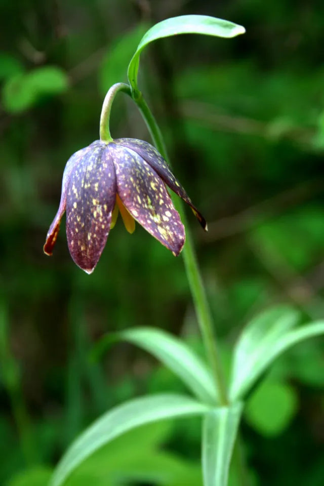 Non GMO Chocolate Lily seeds