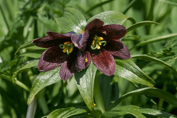Ornamental Chocolate Lily seeds for landscapes