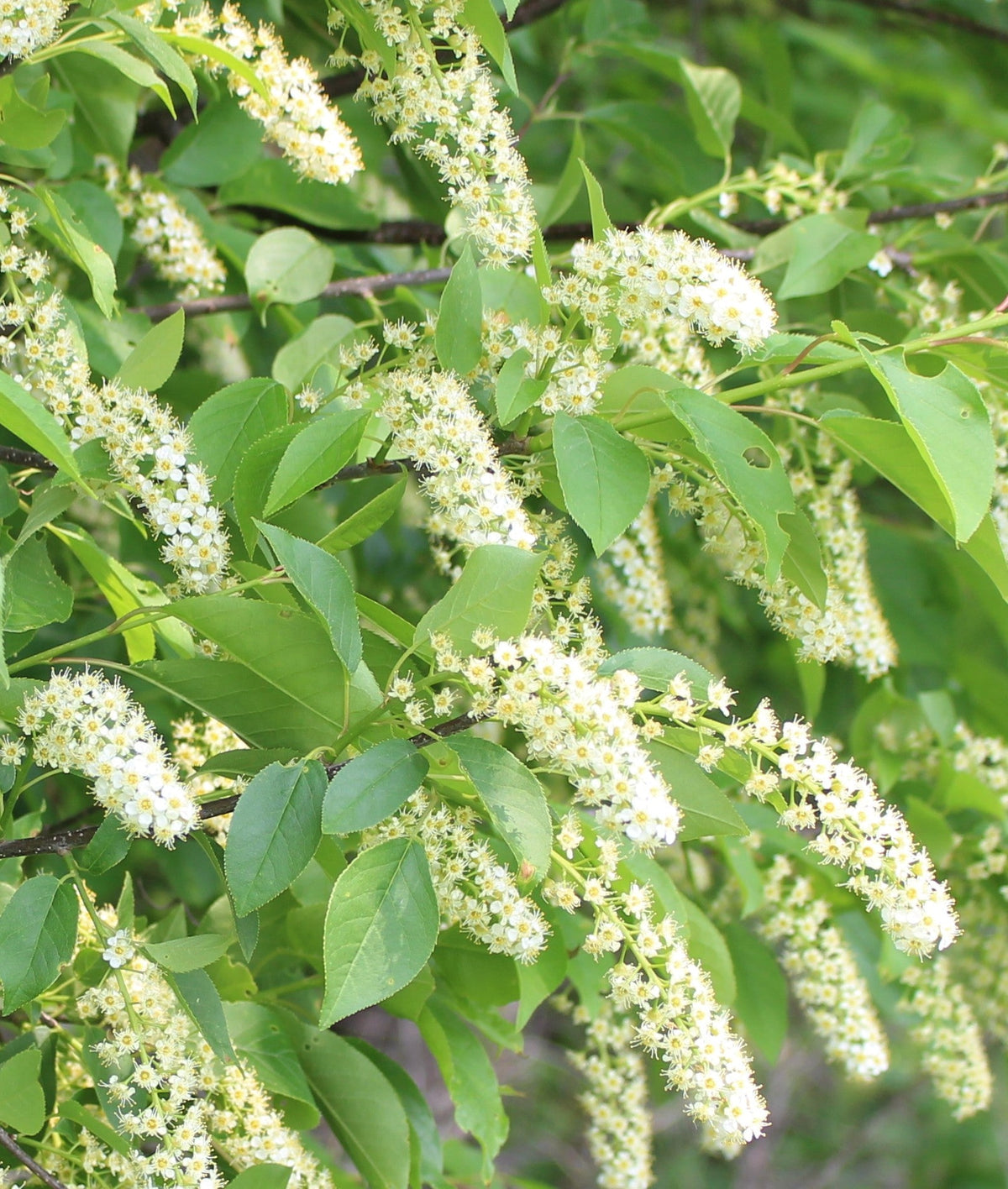 Verbena (Verbena Chokecherry) seeds for planting in home garden