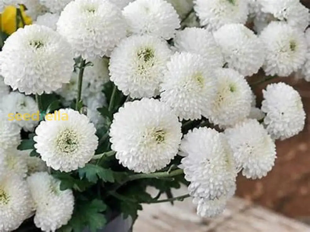 Bicolor green and white chrysanthemum bloom seeds