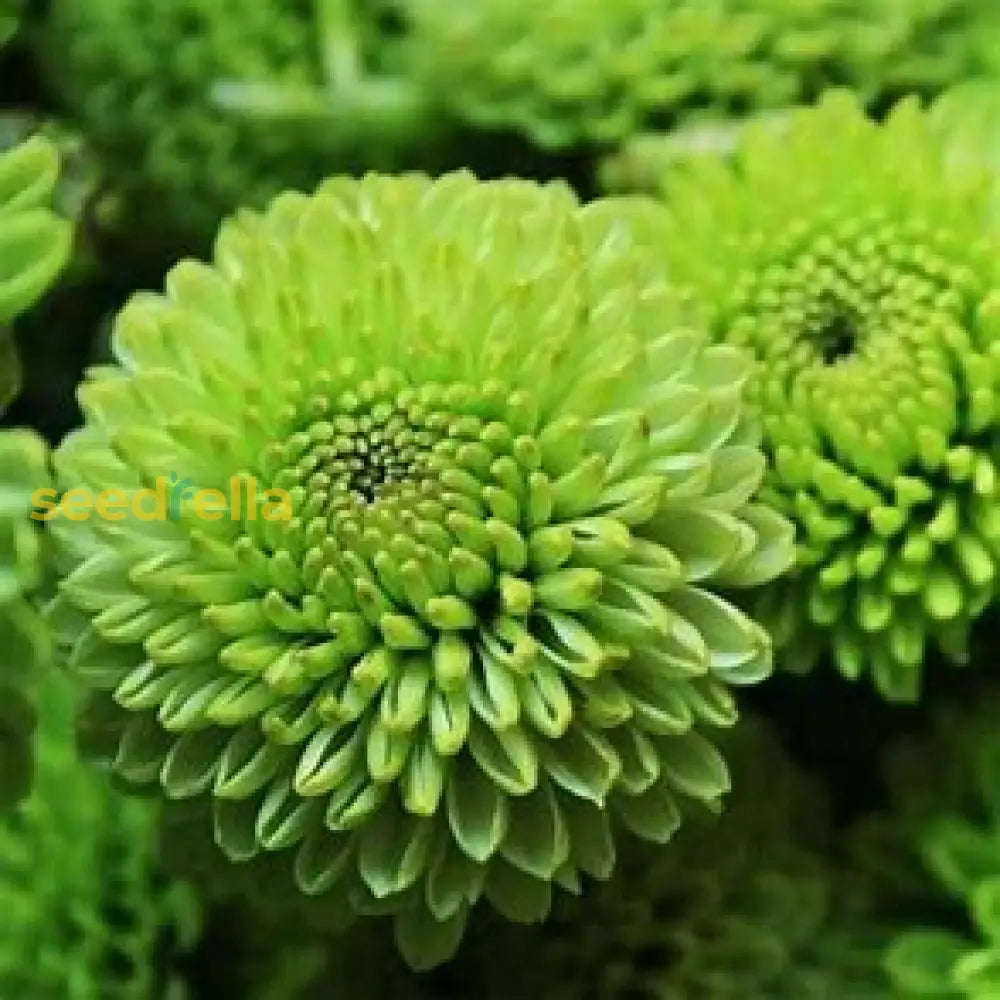 Green and white chrysanthemum seeds for planting