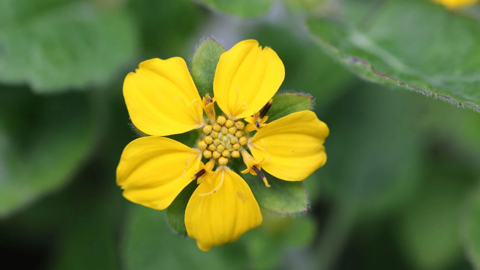 Non-GMO Chrysogonum flower seeds