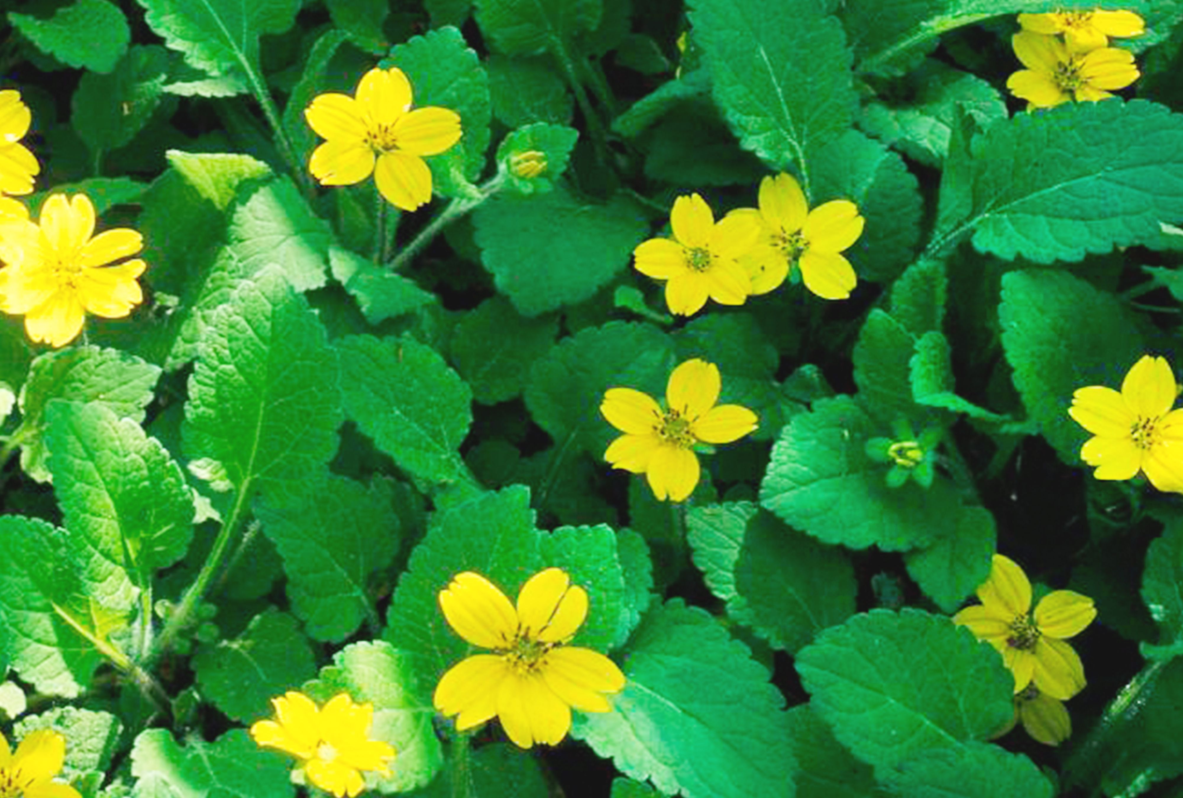 Chrysogonum in home garden planting